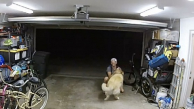 Illustration : Un Golden Retriever, se méprenant sur ses intentions, fait la fête à un cambrioleur venant de s’introduire dans sa maison (vidéo)