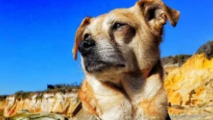 Illustration : "Grâce à son flair hors norme, ce Shiba Inu retrouve la piste de 62 chiens perdus "