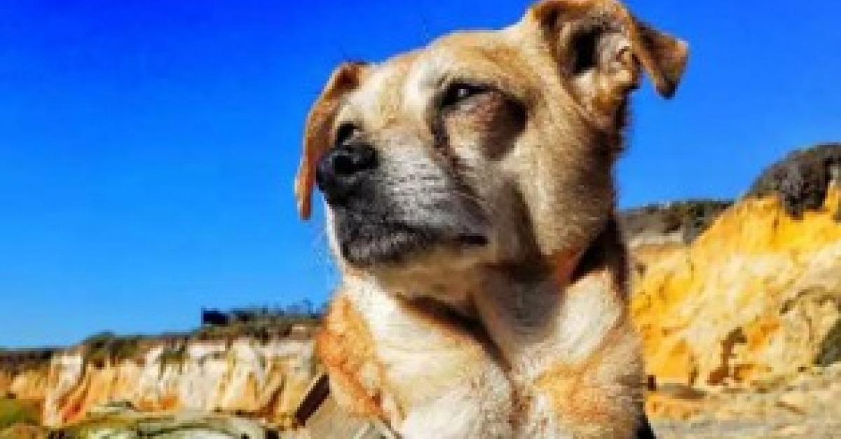 Grâce à son flair hors norme, ce Shiba Inu retrouve la piste de 62(02)