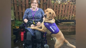 Illustration : "Vinnie, le chien d’assistance, a transformé la vie de sa maîtresse handicapée par une maladie héréditaire"