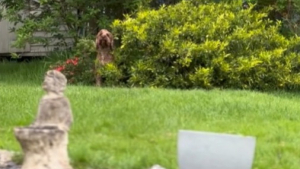Illustration : "Déterminé à rester dehors, ce chien facétieux utilise une ruse digne des plus grands acteurs (vidéo)"