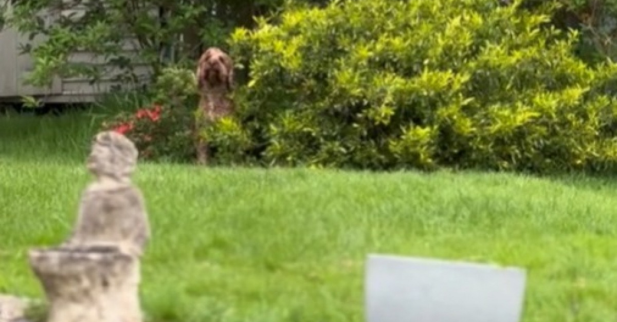 Déterminé à rester dehors, ce chien facétieux utilise une ruse digne ...