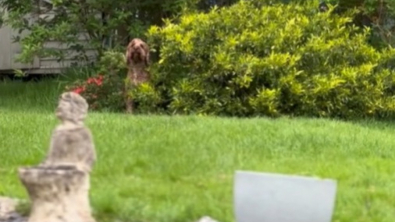 Illustration : Déterminé à rester dehors, ce chien facétieux utilise une ruse digne des plus grands acteurs (vidéo)