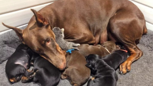 Illustration : "Ruby, la Doberman jeune maman de 6 chiots, n’a pas hésité un instant à adopter un nouveau-né de plus (vidéo)"