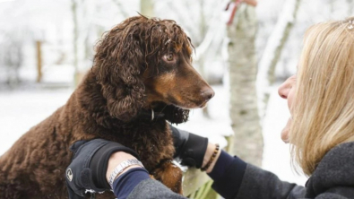 Illustration : "Découvrez Asher, un chien aux besoins spécifiques doté d’un don unique "