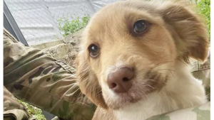 Illustration : "Grâce à l’aide d’une association, ces 3 chiots pourront bientôt entamer une nouvelle vie auprès des militaires qui les ont recueillis"