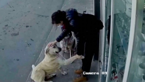 Illustration : "Chaque jour, cette amoureuse des animaux éclaire la journée des chiens errants du quartier où elle travaille avec lesquels elle s’est liée d’amitié (vidéo)"