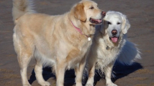 Illustration : "Cette Golden Retriever séniore revit, grâce à un chauffeur de taxi amoureux des animaux, qui l’emmène chaque semaine à la plage "