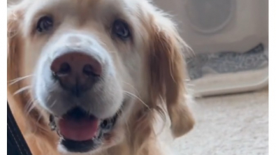 Illustration : "Cette Golden Retriever séniore prend son rôle de nounou pour chatons très à cœur (vidéo)"