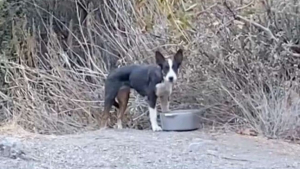 Illustration : "Lors d’une randonnée en forêt, une bonne samaritaine repère une chienne abandonnée et sait exactement quoi faire"