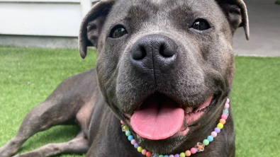 Illustration : Grâce à l’ingénieuse idée de sa maitresse, Tubs la Staffordshire Bull Terrier peut enfin profiter des caresses des passants (vidéo)