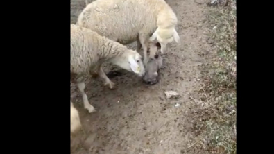 Illustration : "Un jeune Berger d'Anatolie se prépare à sa future mission : protéger un troupeau de moutons"