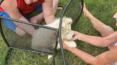 Illustration : Alors qu’il jouait dans sa cour, un chiot Samoyède s’est coincé la tête dans une chaise de jardin et a obligé les pompiers à intervenir