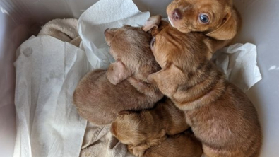 Illustration : "Sur le pas de sa porte, cet homme découvre une boîte contenant 5 adorables chiots "