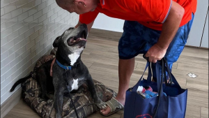 Illustration : "Le moment émouvant où un chien de 15 ans trouve enfin le bonheur après des années passées dans un refuge (vidéo)"