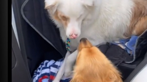 Illustration : "La merveilleuse amitié de Tamale, le chien aveugle et sourd, avec son compagnon canin Jimmy (vidéo)"