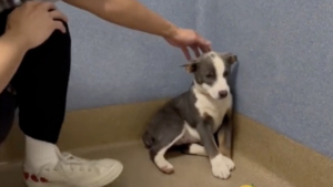 Illustration : "Grâce à l’amour de sa nouvelle famille, cette petite chienne parvient à surmonter un profond traumatisme (vidéo)"