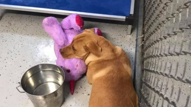 Illustration : Ce chien errant se faufile dans un supermarché et en ressort avec une gigantesque peluche licorne 