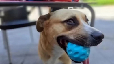 Illustration : Cette chienne profite de l’inattention de sa maîtresse pour faire un petit plongeon dans une fontaine publique