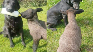 Illustration : "Ce chien a appris à donner le biberon aux agneaux de la ferme afin de soulager sa maîtresse, agricultrice "