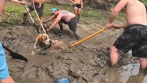 Illustration : "Ce groupe d’amis vient en aide à un chien enlisé dans la boue lors d’un enterrement de vie de garçon "