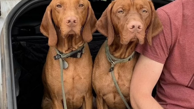 Illustration : Le rendez-vous hebdomadaire de ces deux chiens avec leurs amis les éboueurs est essentiel à leurs yeux 