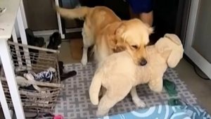 Illustration : "La réaction de ce Golden Retriever devant le nouveau membre de sa famille a fait fondre le cœur des internautes (vidéo)"