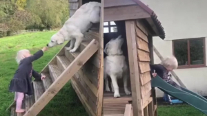 Illustration : "La complicité entre une fillette et son Golden Retriever qui jouent sur un toboggan a réchauffé le cœur de nombreux spectateurs (vidéo)"