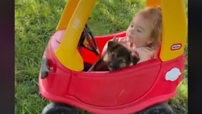 Illustration : "La merveilleuse histoire d’amitié entre River, une petite fille d’un an et demi, et 4 chiots abandonnés (vidéo)"