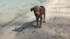 Illustration : "Effrayée et agressive, cette chienne abandonnée sur une plage refuse l’aide d’inconnus qui souhaitent la secourir"