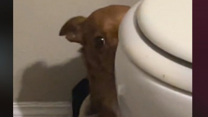 Illustration : "Winnie Mae, une chienne Chihuahua très anxieuse, se métamorphose en prenant conscience qu’elle est enfin aimée et en sécurité (vidéo)"