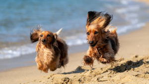 Illustration : "Les vétérinaires déconseillent de promener les chiens sur le front de mer par temps venteux"