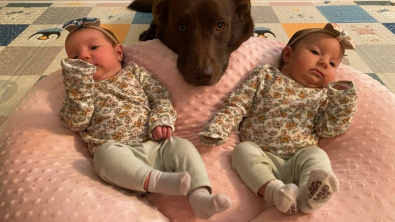 Illustration : "Ce Labrador se comporte comme la grande sœur idéale pour ces jumeaux nouveau-nés"