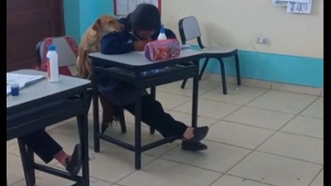 Illustration : "Le tendre moment entre une écolière et une chienne refugiée dans sa salle de classe fait sensation en ligne (vidéo)"