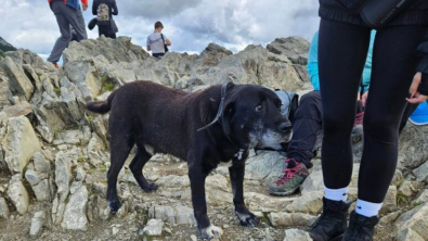 Illustration : "Perdu en pleine montagne, un Labrador âgé reçoit l’aide de randonneurs et d’un garde forestier"