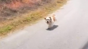 Illustration : "Cette chienne abandonnée court à en perdre haleine derrière la seule voiture qu’elle croise"