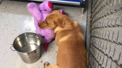 Illustration : "En manque d’affection, ce chien errant vole une énorme peluche licorne dans un magasin"