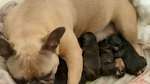 Illustration : "Enlevée, cette femelle Bouledogue Français met au monde 6 chiots au moment où les secours la retrouvent "