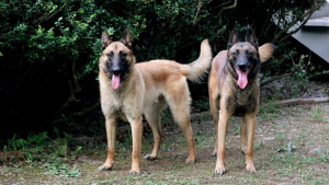 Illustration : "5 races de chiens qu’une éducatrice canin déconseille aux maîtres pour une première adoption"