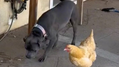 Illustration : "Une complicité inédite entre un chien taquin et une poule intrépide conquiert des millions sur TikTok"