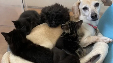 Illustration : "Kona, une chienne au grand cœur, épaule une famille recomposée de chatons"