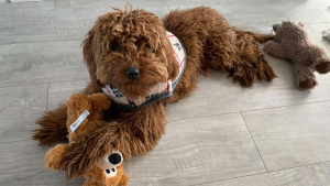 Illustration : "Cet adorable Goldendoodle a su conquérir le cœur de ses voisins et reçoit les cadeaux d’un admirateur secret"