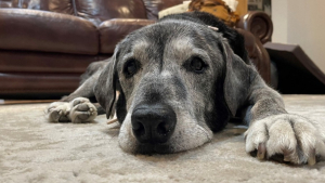 Illustration : "Une retraite heureuse pour Annie, une Labrador croisée Pitbull de 19 ans, qui réalise un à un tous ses vœux"