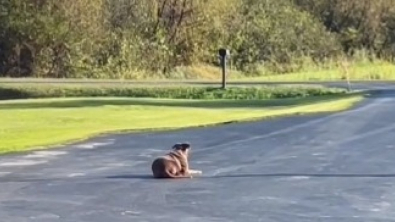 Illustration : "Voici Sadie, une chienne dévouée qui attend le retour de son maître pendant des heures (vidéo)"