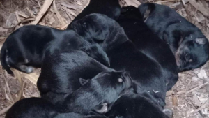 Illustration : "Une histoire d'amour éphémère entre un Border Collie et un Beauceron donne naissance à une portée de 9 chiots"