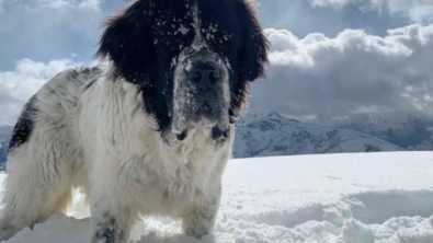 Illustration : "Atteinte d’un cancer en phase terminale, cette chienne rêve de jouer dans la neige une dernière fois"