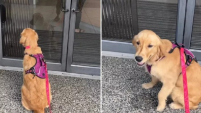 Illustration : "L’enthousiasme de Nala, une Golden Retriever qui adore se rendre à la clinique vétérinaire "