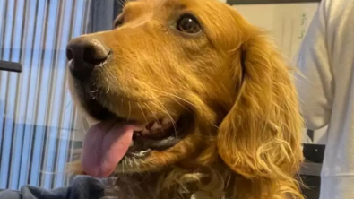 Illustration : "Les facéties d’un Golden Retriever, qui profite de l’inattention de son maître, afin de s’essayer à la conduite automobile"