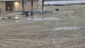 Illustration : "Un toutou fugueur échappe à la surveillance de son dog-sitter et finit par être repéré sur une plage à 30 kilomètres de chez lui"