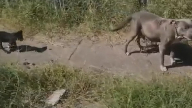 Illustration : "Découvrez le long parcours de ces chiots apeurés après avoir été abandonnés par pendant un déménagement "